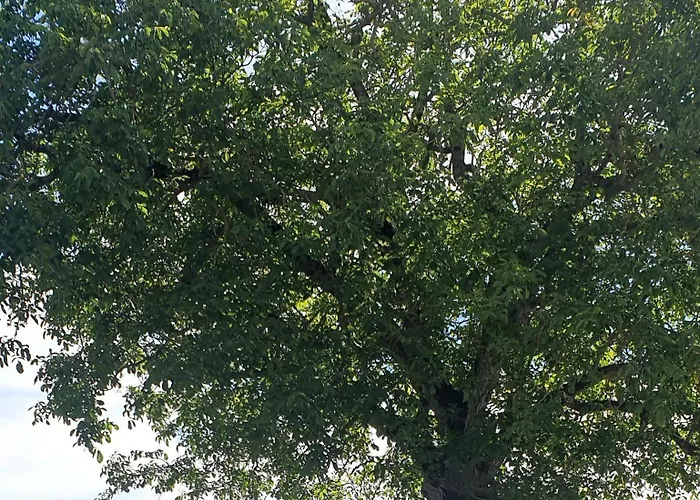 Ets Capmasil - 1920 3*